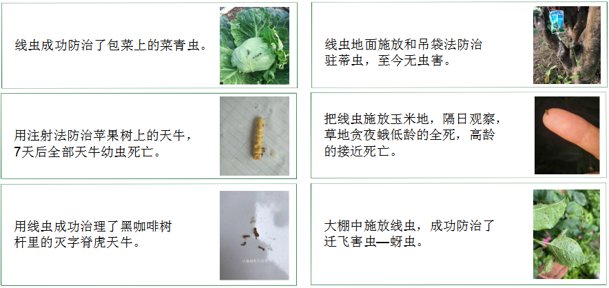 【展商風(fēng)采】線(xiàn)蟲(chóng)技術(shù)改善農作物生產(chǎn)環(huán)境——珠海九金生物環(huán)境工程有限公司