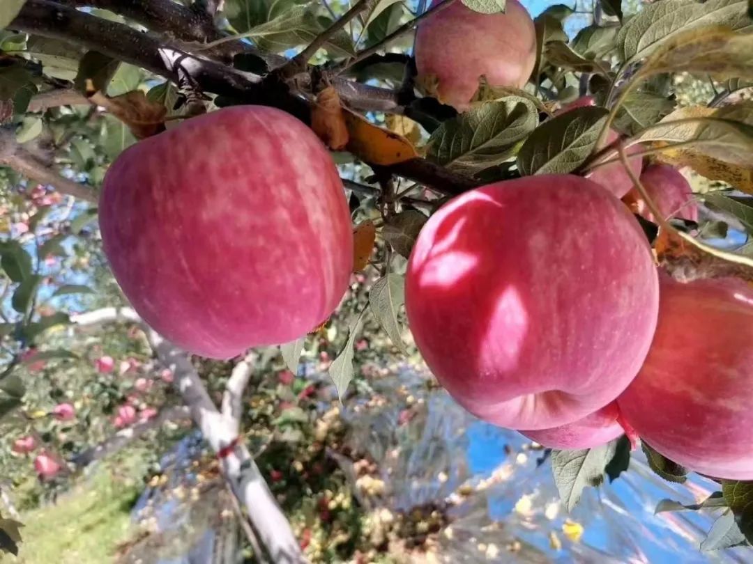 【展商風(fēng)采】陜西洛川紅富士蘋(píng)果，來(lái)自黃土高原的甜蜜饋贈，無(wú)農藥、不打蠟，帶皮放心吃！