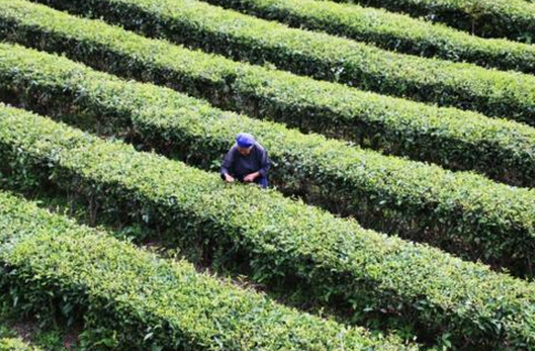 紫薇鎮：轉變發(fā)展方式 茶農收入倍增