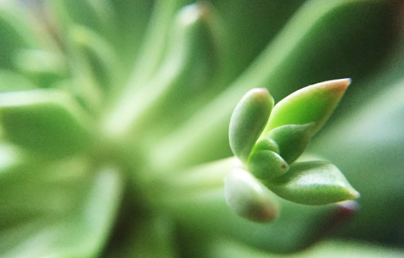 看綠色的植物能保護眼睛預防近視?聽(tīng)聽(tīng)專(zhuān)家怎么說(shuō)
