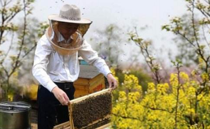 如何確定土養中蜂的最佳取蜜時(shí)間?老蜂農這招在哪都適合